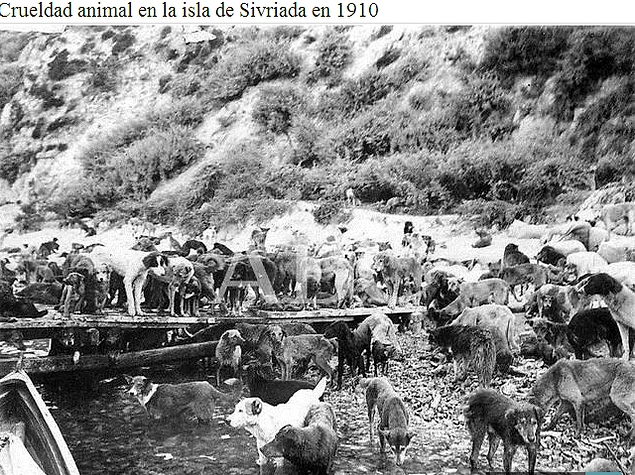 Toplama sürerken halk isyan etti, gemiyle Fransa’ya gönderilmek üzere Tophane'de bekletilen binlerce köpeği bir baskın yaparak kurtardı.