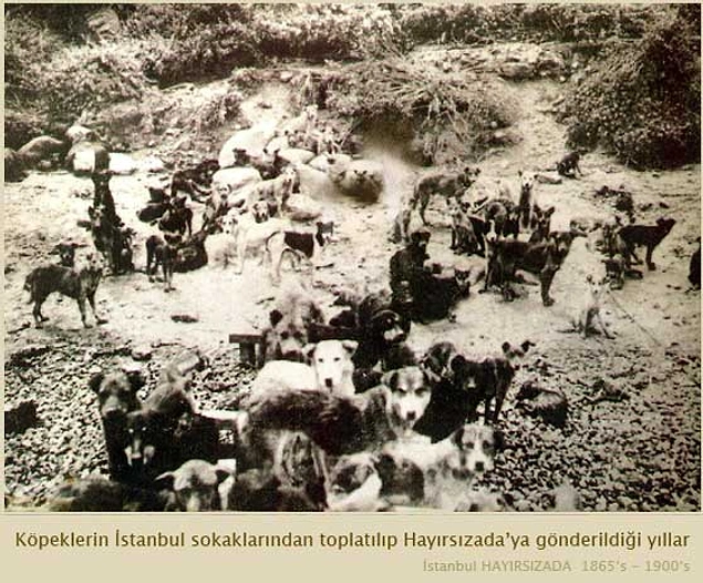 Ancak hükümet bir kez Fransa ile anlaşma yapmıştı, bu işten vazgeçmedi. Daha kapsamlı daha organize bir toplama işi başlatıldı.