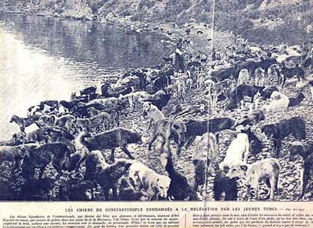 8. Kısa sürede 80 bin köpek toplandı ve Tophane'de bekletildi... Halkın bir kez daha hayvanları kurtarmaması için başlarına asker dikildi.