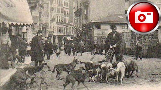 12. Köpeklere burada bir süre daha bakıldı. Ta ki Fransa anlaşmayı fesih ettiğini, köpekleri almayacağını bildirene kadar.