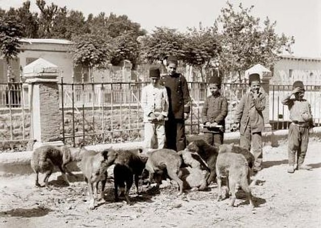 14. Köpekler açlıktan ve susuzluktan can verdiler. Kuzucukların acı çığlıkları Anadolu Yakası sahillerinde duyuluyor, sabaha kadar dinmiyordu