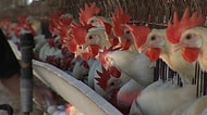 Yumurta Endüstrisinin Ardında Yatan Gerçekler ve Civcivlere Yapılan Akıl Almaz İşkenceler