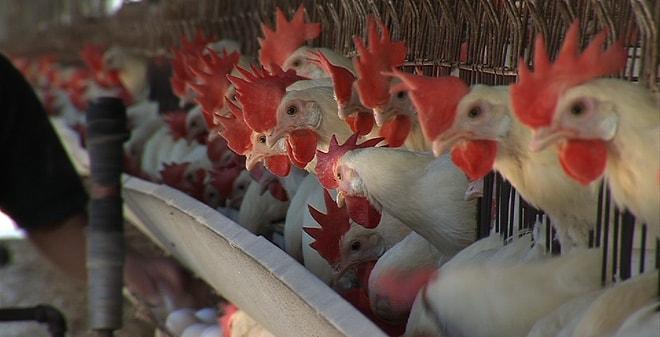 Yumurta Endüstrisinin Ardında Yatan Gerçekler ve Civcivlere Yapılan Akıl Almaz İşkenceler