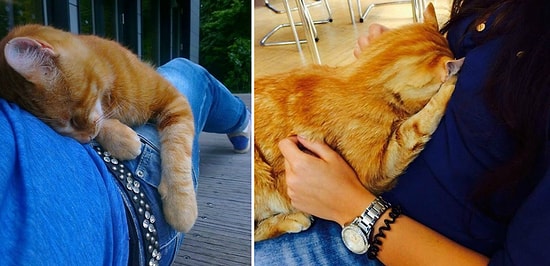 Рыжий кот-мурлыка помогает студентам справиться со стрессом