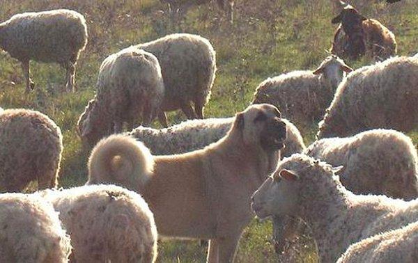 9. Çomarlar himayesinde gördüğü inek, koyun gibi hayvanlara ve birlikte yaşadığı insanlara karşı çok korumacı davranır, yani çomar bir kere bağlandı mı ayırmak zor olur…