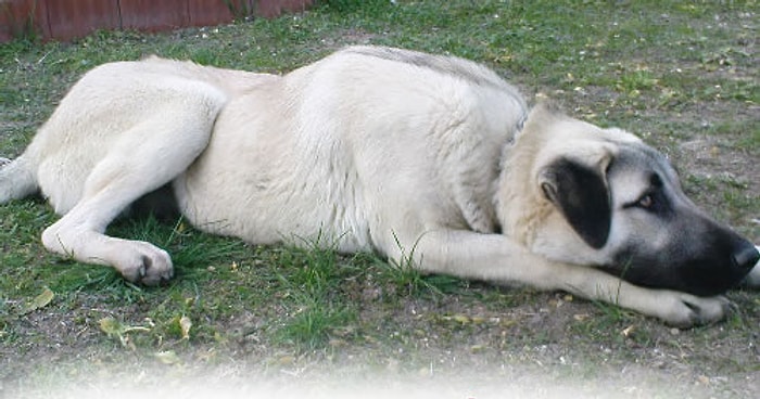 İtaatkar Uysal ve Söyleneni Eksiksiz Yerine Getiren Bir Köpek: 15 Özelliğiyle Çomar