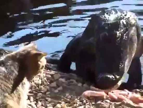 Как кот побил крокодила