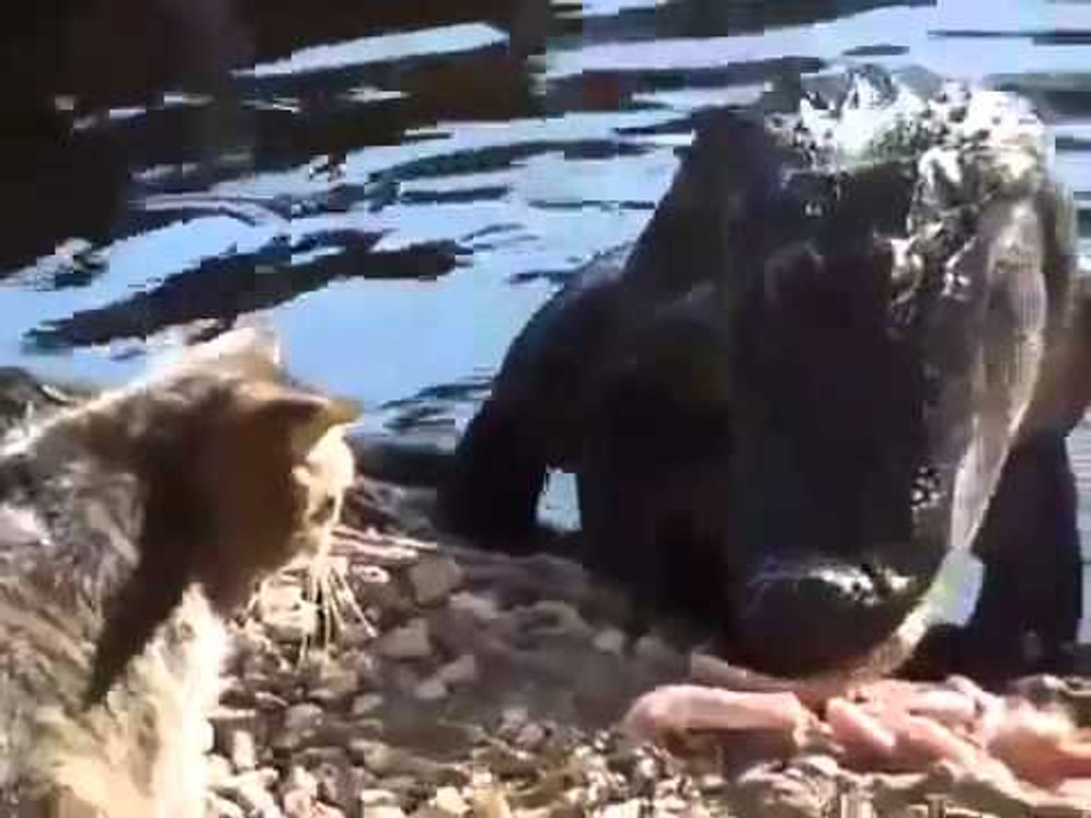 Как кот побил крокодила