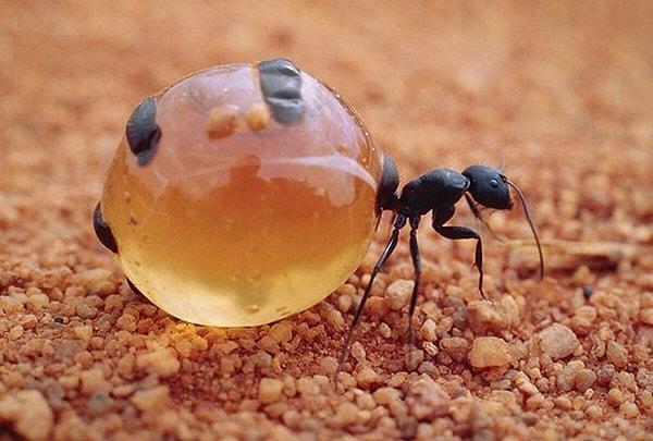 12. Honey Pot Ant