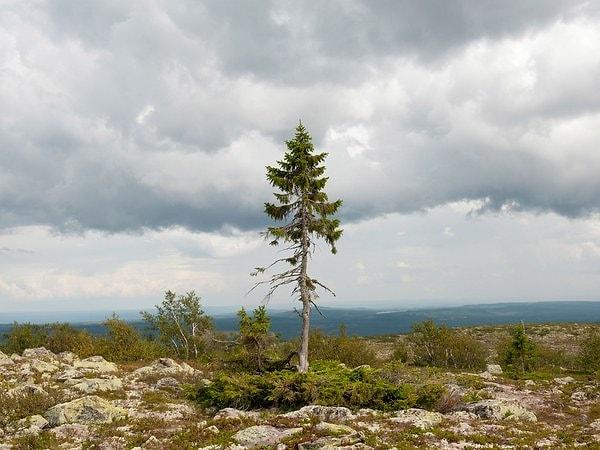 7. İsveç'te bulunan dünyanın en yaşlı ağacı, 9550 yaşında.
