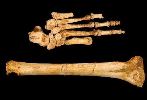 Ekip olası Homo floresiensis ataları hakkında daha fazla bilgi edinebilmek için kalıntıları aramaya devam edecek