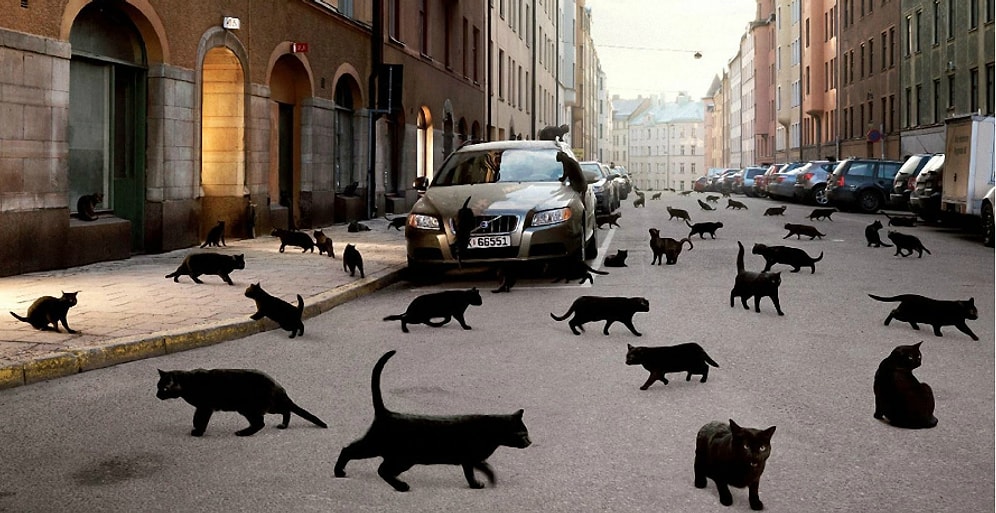 Сможешь ли ты за 15 секунд найти всех кошек на картинке?