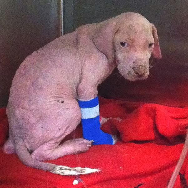 1. Крошечному щенку по имени Моджо было всего 3 месяца, когда ветеринары сообщили, что ему осталось жить всего несколько часов