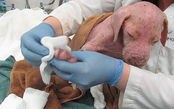 3. После интенсивного лечения Моджо стало лучше, но его не могли пристроить из-за его болезни… тогда Вагнер решил забрать его домой