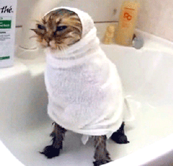 Кот в полотенце. Кот в ванне. Кот в ванной в полотенце. Кот после душа.