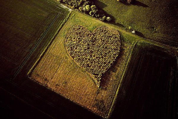 12. Hawthorn Heart, Oare, Wiltshire.