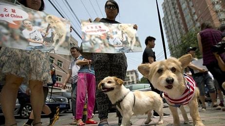 Çin'deki Köpek Eti Festivaline Karşı 11 Milyon İmza