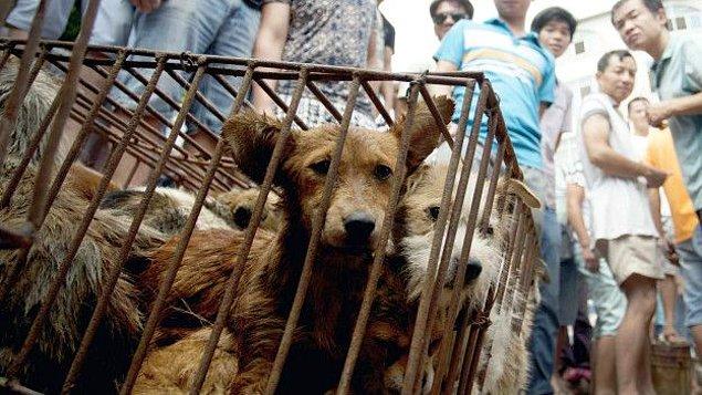 Her yıl düzenlenen festivalde binlerce köpek, eti için öldürülüyor