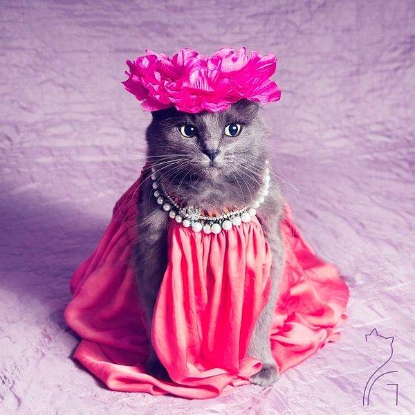 Instagram'ın en tarz sahibi kedisi Pitzush'la tanışın!