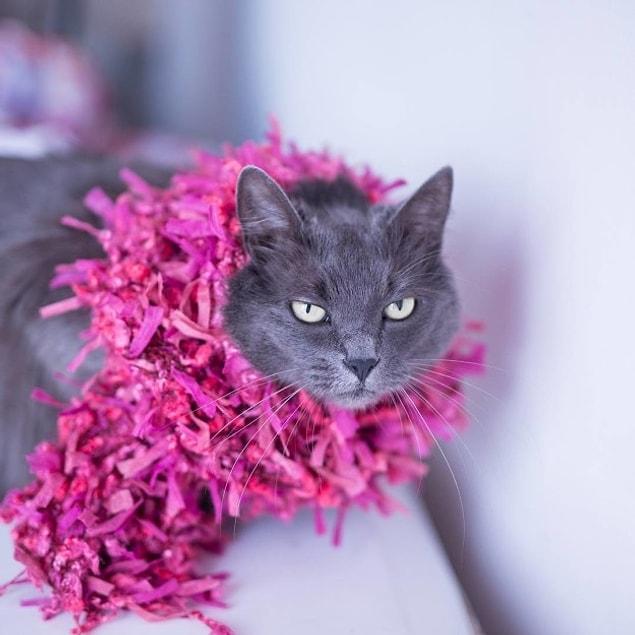 Stiliyle Instagram�ı Sallayan Dünyanın En Karizmatik Kedisi Pitzush�la