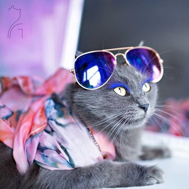 Stiliyle Instagram�ı Sallayan Dünyanın En Karizmatik Kedisi Pitzush�la