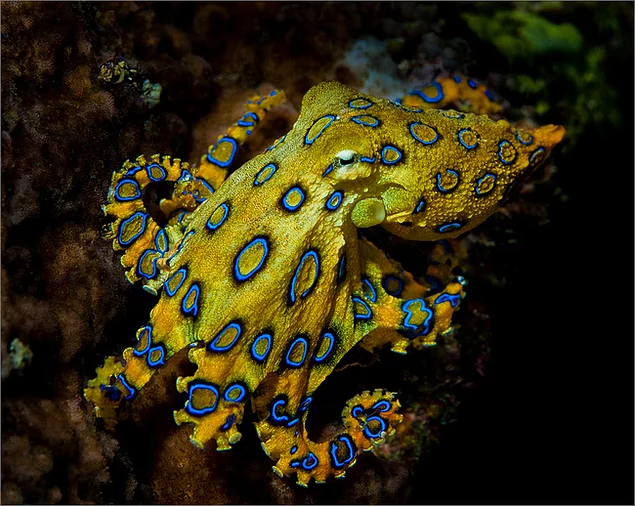 The Big Blue-Ringed Octopus can cause you to die.