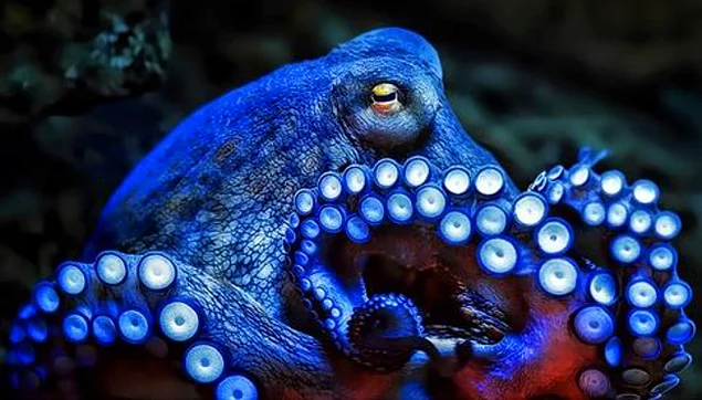 Octopuses contain blue blood.