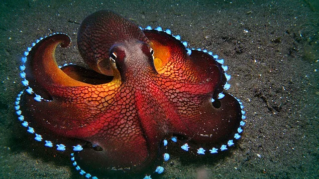 2/3 of the neurons in octopuses are in their arms.