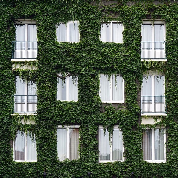 3. «Зелёный дом»