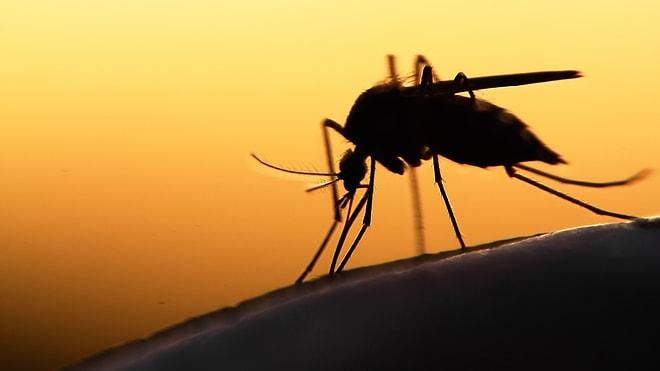 Bilim Cevaplıyor: Tarihin En Ölümcül Hastalıklarından Olan Sıtma İnsanlığa Nasıl Bulaştı?