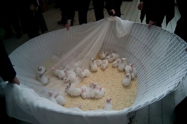 3. В ожидании молодоженов гости фотографировались с кроликами, манеж с которыми стоял на веранде