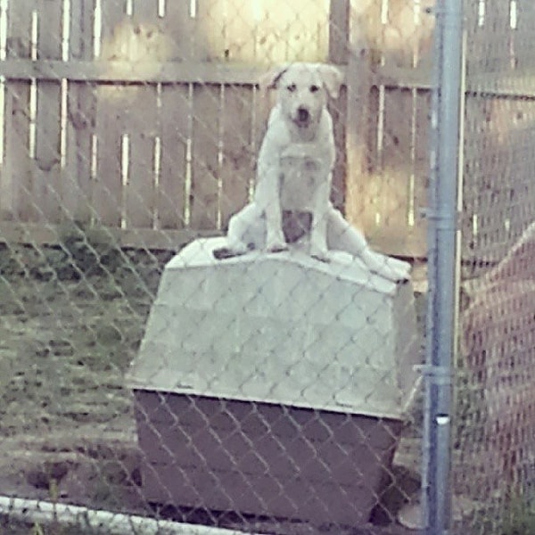 15. Köpek kulübesini biraz yanlış anlamış.