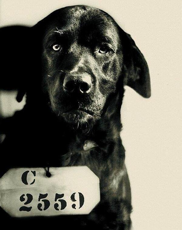 14. Pennsylvania valisinin kedisini öldürdüğü için müebbet hapis cezası alan köpek Pep. (1924)