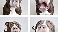 Portreleriyle Tatlılığın Son Noktasına Ulaşan Köpeklerden 20 Minnoş Fotoğraf