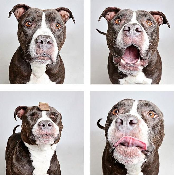 Portreleriyle Tatlılığın Son Noktasına Ulaşan Köpeklerden 20 Minnoş Fotoğraf