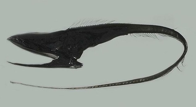 2. Black Swallower