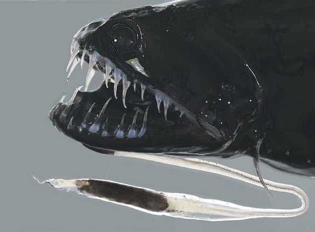 8. Pacific Blackdragon