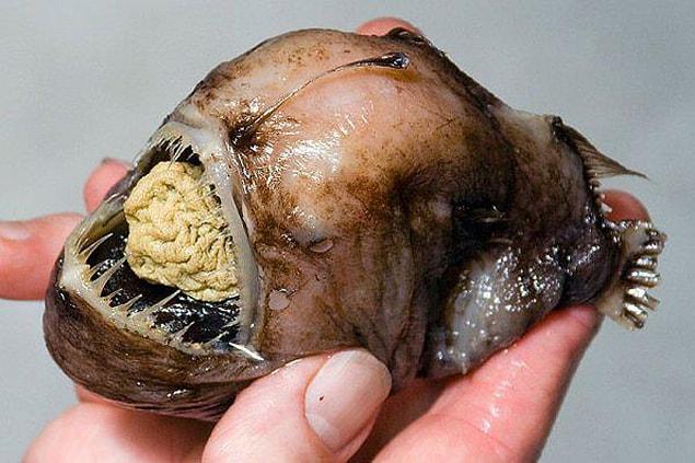 13. Deep Sea Anglerfish
