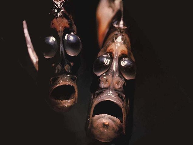 23. Deepsea Hatchet Fish