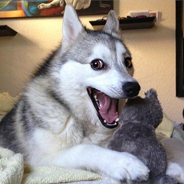 4. Some pun loving fish.