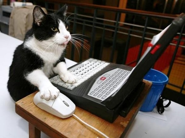 1. "Давай я сам, я спец по мышкам"!