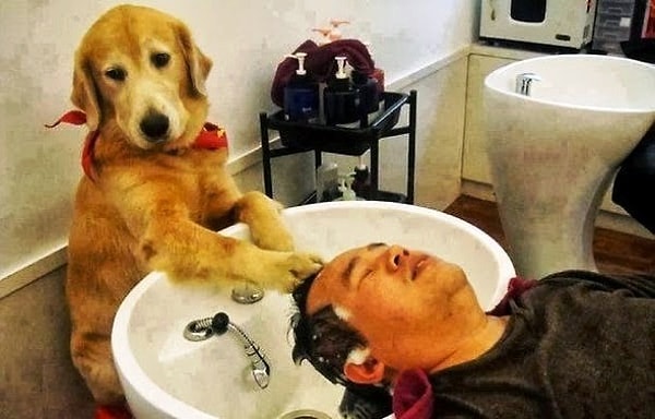 3. "Вам покрасить волосы или просто постричь?"