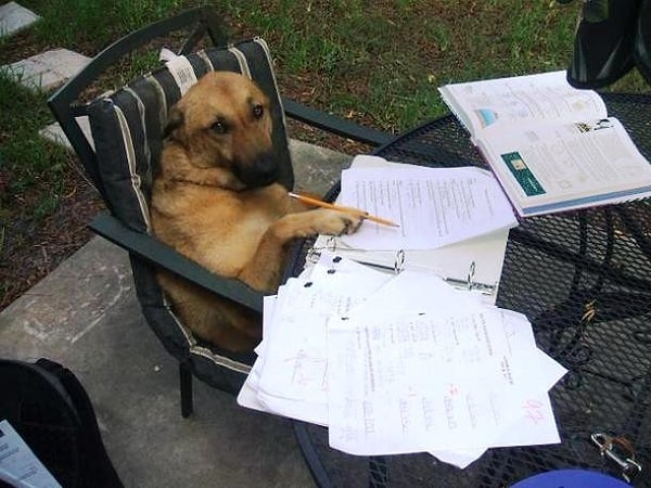 7. "Да, ладно, отдохни, потом скажешь училке, что я съел твою домашку"