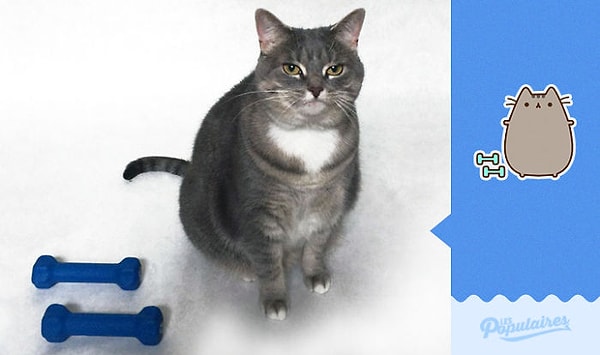 8. Кошка с гантельками ^^