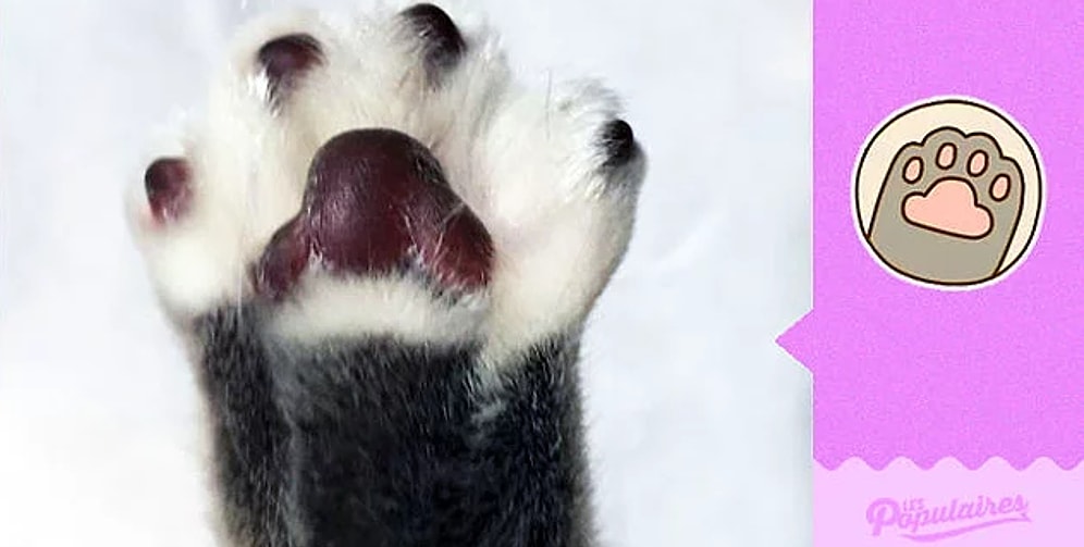 Кошка Джеки снялась в образе смайл-стикеров из чата Facebook