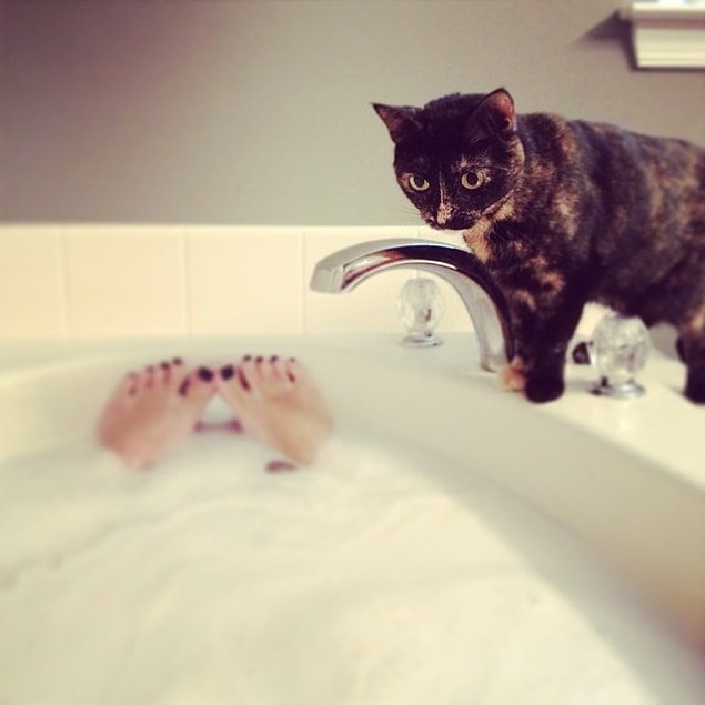 Then you have a cat...