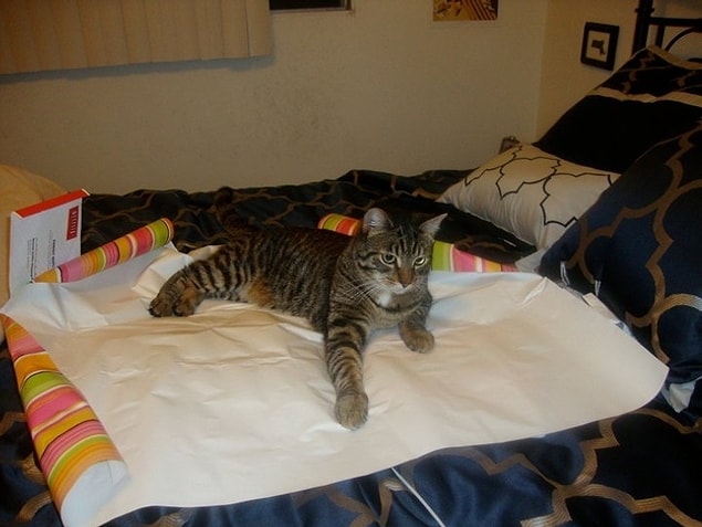 "Wrapping paper is mine!"