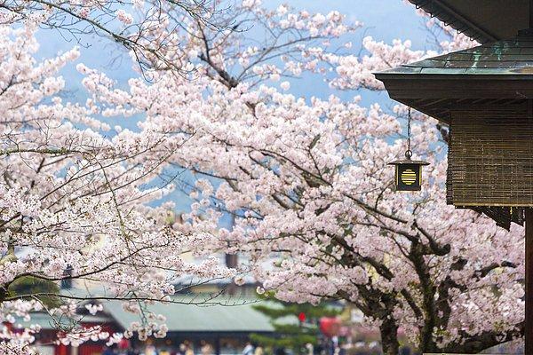 3. Japon bahçelerine doya doya bakacağınız Kyoto