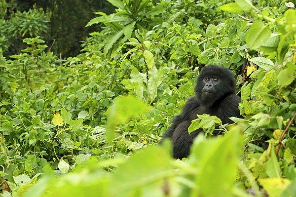 4. Gorillerle trekking yapabileceğiniz Ruanda