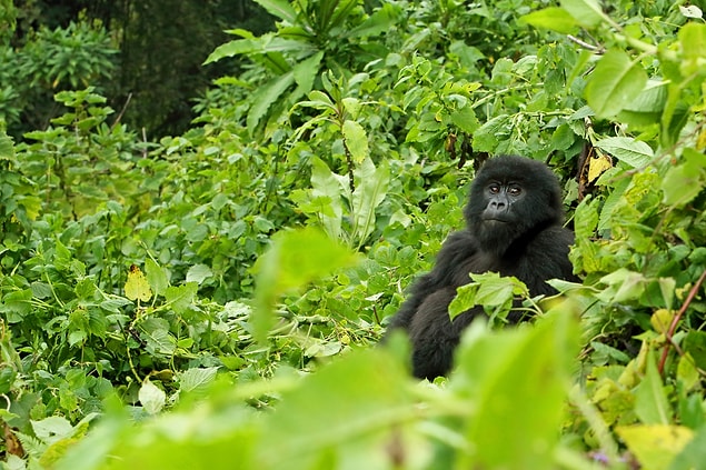 4. Gorillerle trekking yapabileceğiniz Ruanda